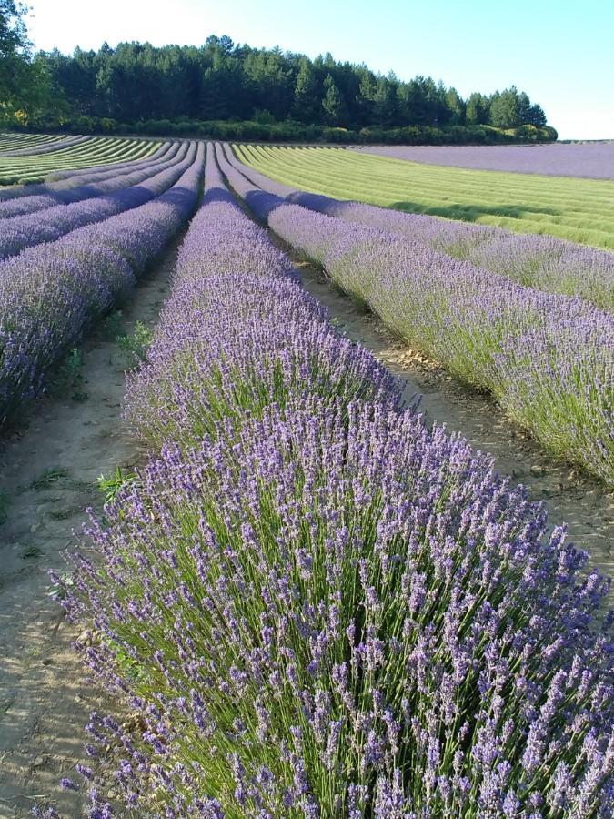 Le Mas Des Lavandes Sault-de-Vaucluse Esterno foto