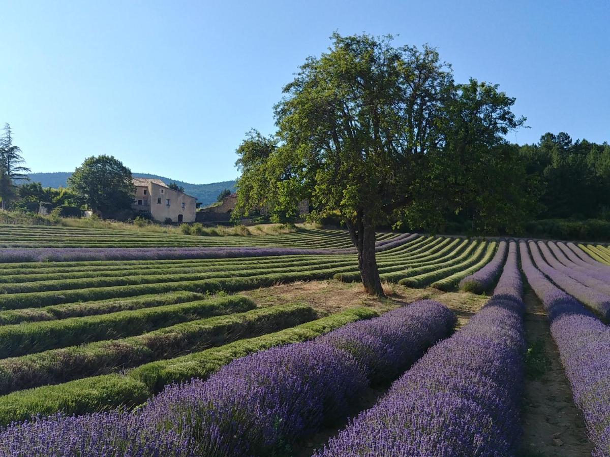 Le Mas Des Lavandes Sault-de-Vaucluse Esterno foto